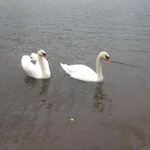 Kuca Gorica Blanca *