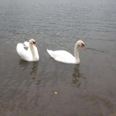 Kuca Gorica Blanca *